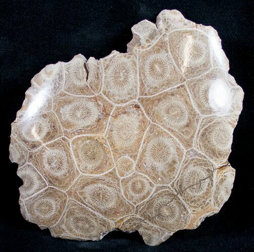 Polished Fossil Coral Head - Very Detailed #9340